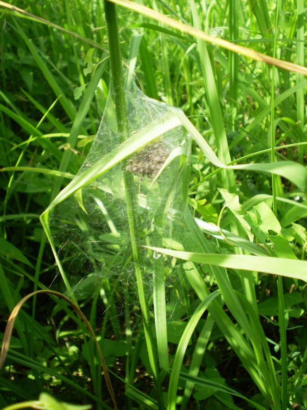 Cucciolata di...  Pisaura sp.